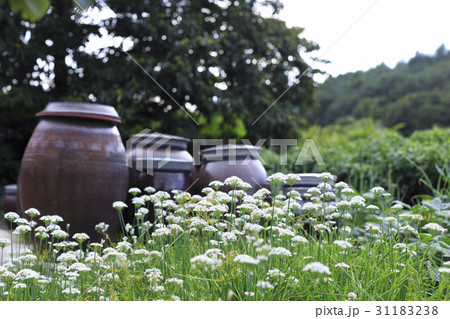 江原道 ニラの花 かめ 31183238