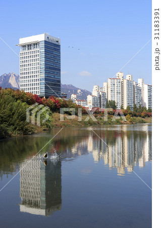 高層ビル 紅葉 ソウル 31183391