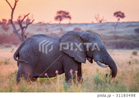 Elephant at sun down in the high grass. 31183498