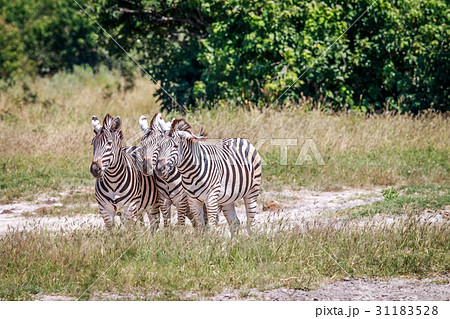 Group of Zebras starring at the camera. 31183528