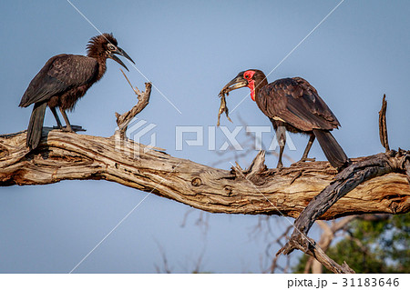 Southern ground hornbill with a kill. 31183646