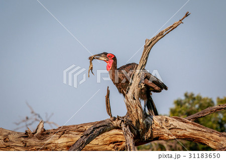 Southern ground hornbill with a kill. Southern ground hornbill with a kill. 31183650