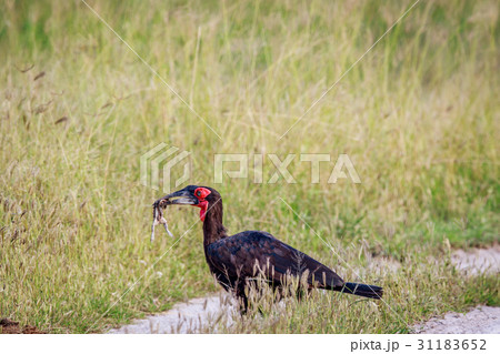 Southern ground hornbill with a kill. Southern ground hornbill with a kill. 31183652
