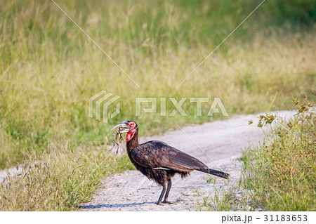 Southern ground hornbill with a kill. Southern ground hornbill with a kill. 31183653