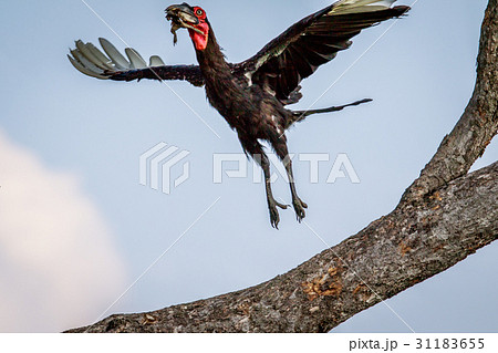 Southern ground hornbill with a kill. Southern ground hornbill with a kill. 31183655