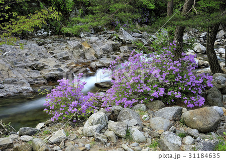 ダルグン谷 チョウセンヤマツツジ 全北 31184635