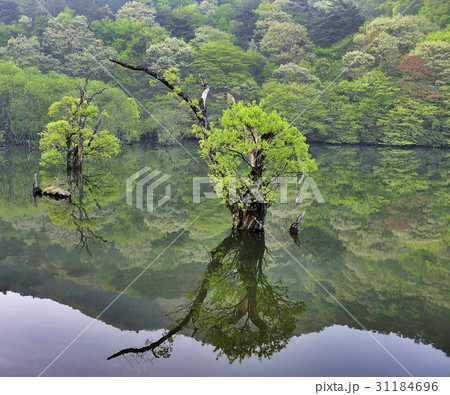 反映 写り 影 31184696