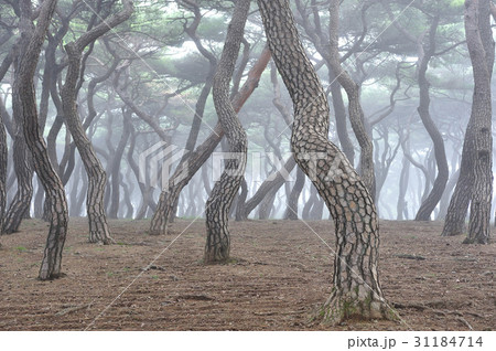소나무,경주흥덕왕릉(사적30호),경주시,경북の写真素材 [31184714] - PIXTA