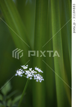 花 植物 葉 31184883