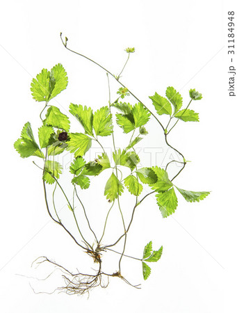 緑 緑色 ヌキ 31184948