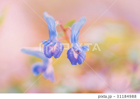 花 フォーカス 植物 31184988