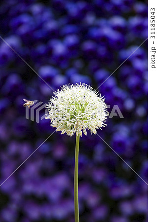 昆虫 花 山ニラ 31185043