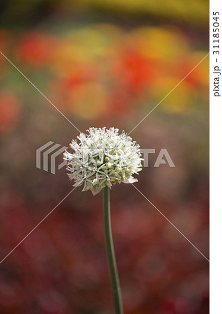 山ニラ フォーカス 幹 31185045