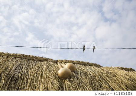 慶北 パクひょうたん ロット 31185108