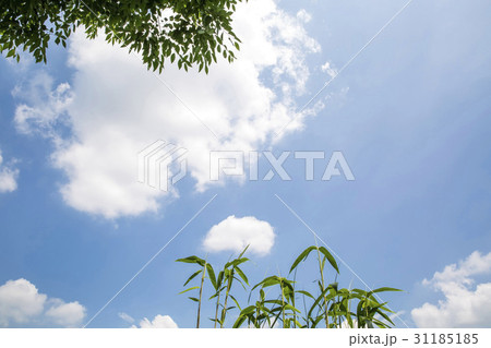 雲 葉 木の葉 31185185