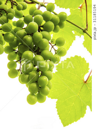 フルーツ 果物 緑 31185194