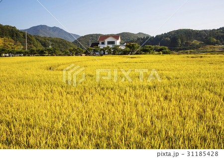 ノン 稲 龍仁市 31185428