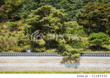 京畿道 キョンギド 木 31185430