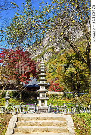 秋 木 ベクアムサン 31185478