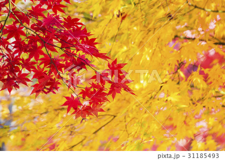 秋 紅葉 カエデの葉 31185493