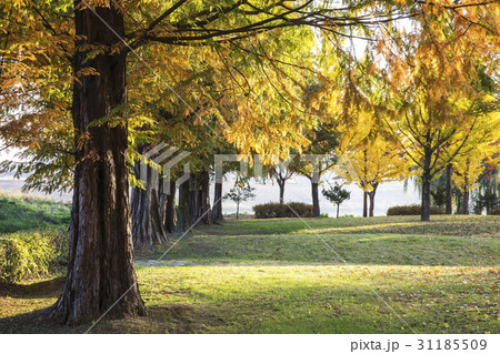 秋 京畿道 キョンギド 31185509