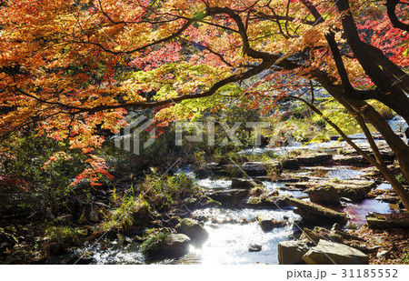 谷 紅葉 カエデ 31185552