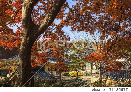 京畿道 キョンギド カエデ 31186637