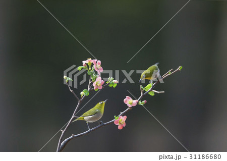 枝 花 メジロ 31186680