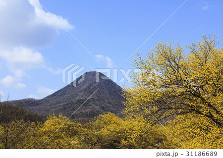 山 サンシュユ 楊平郡 31186689