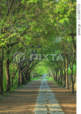 江原道 木道 並木道 31186753