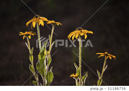 花 オオハンゴンソウ属 植物 31186756