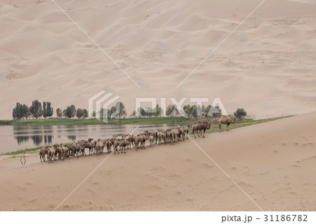 ラクダ モンゴル バーだけリン砂漠 31186782