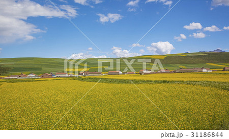 村 春 菜種畑 31186844