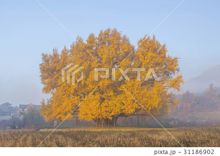 江原道 イチョウ 天然記念物 31186902