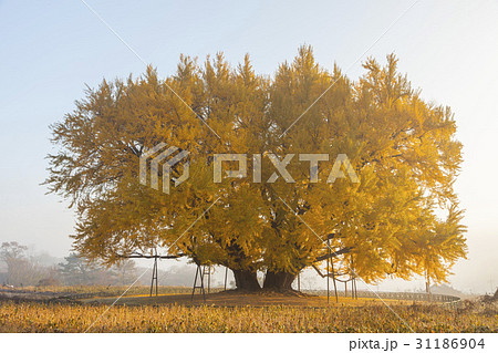 江原道 紅葉 天然記念物 31186904