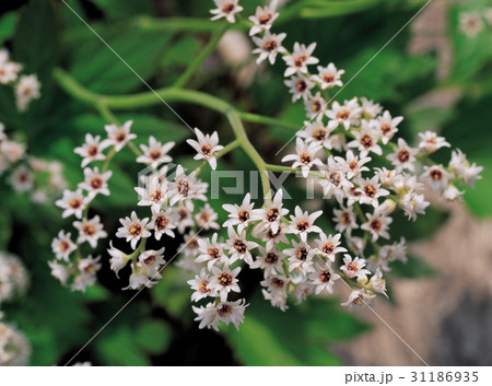 花 ドルダンプン 植物 31186935