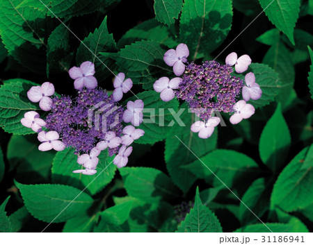 算数局 アジサイ 植物 31186941