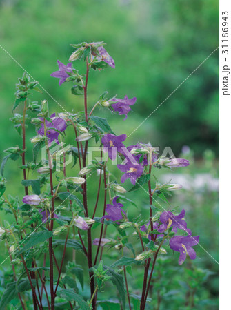 江原道 花 見よ 31186943