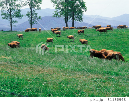 大関嶺 小 夏 31186948