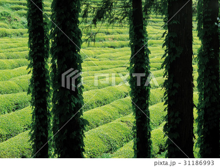 緑茶畑 の多元 宝城郡 31186993