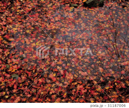 秋 落葉 紅葉 31187006