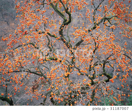 秋 感 柿の木 31187007
