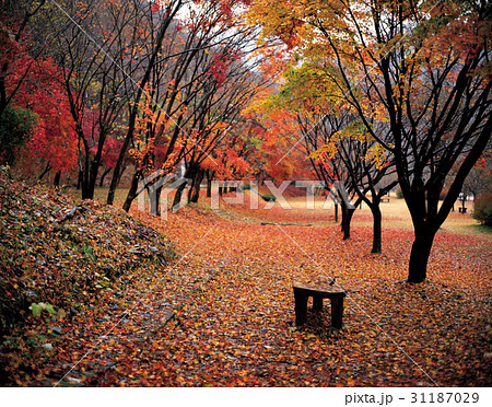 秋 季節 木 31187029