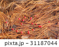 冬 季節 落葉 31187044