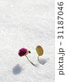 冬 季節 花 31187046