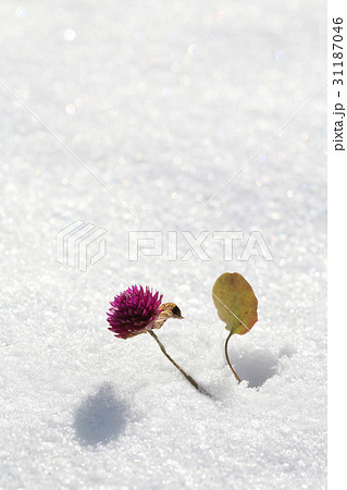 冬 季節 花 31187046