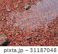 秋 紅葉 カエデの葉 31187048