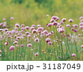 花 山ニラ 植物 31187049