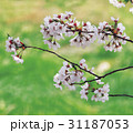 枝 季節 花 31187053