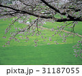 枝 慶南 桜 31187055